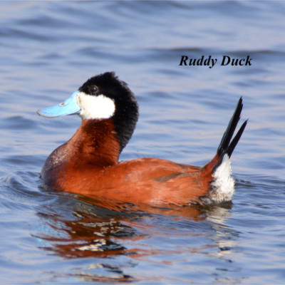 Ruddy Duck